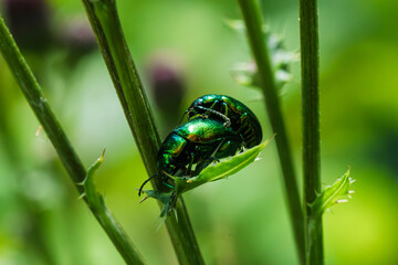 Intricate Closeup View of a Vibrantly Green Beetle,(Chrysolina herbacea or Chrysolina coerulans,...