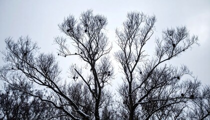 Obraz premium Bare Tree Branches Against Pale Gray Sky Winter Mood