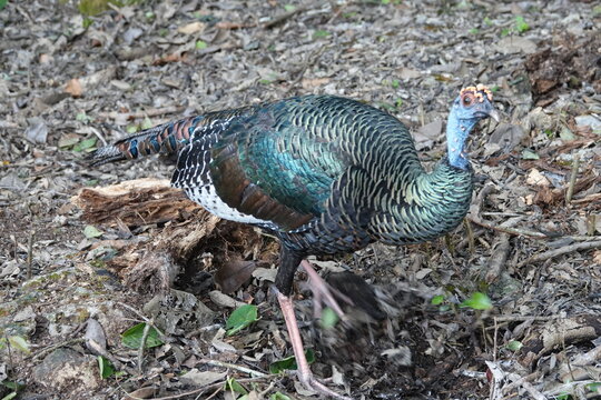 Ocellated Turkey Foraging in Yucatan, Mexico