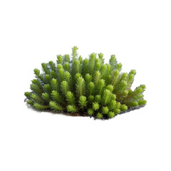 Wolffia or watermeal on black background, Healthy edible small aquatic plant high protein and fiber [Transparent Background PNG]