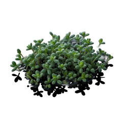 Wolffia or watermeal on black background, Healthy edible small aquatic plant high protein and fiber [Transparent Background PNG]
