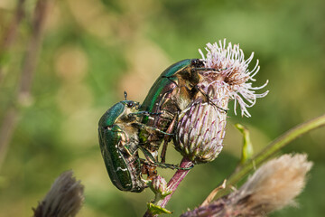  Kopulation der Rosenkäfer (Cetoniinae) auf einer Distel