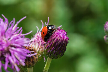 This is a closeup image of a lovely ladybug resting peacefully on a vibrant purple flower petal