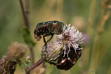 Nach der  Kopulation der Rosenkäfer (Cetoniinae) auf einer Distel