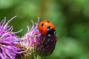 This is a closeup image of a lovely ladybug resting peacefully on a vibrant purple flower petal