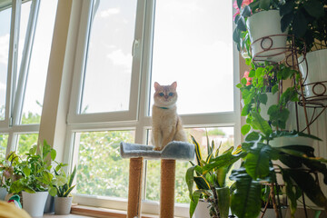 A ginger cat sits on a scratching post. A bright and pleasant background. A living room with lots of plants. A British domestic cat looks directly into the camera. A cozy home environment.