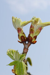 Kastanie,  Gemeine Rosskastanie,  Aesculus hippocastanum