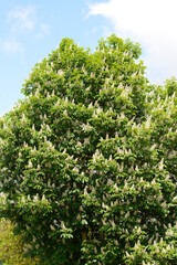 Kastanie,  Gemeine Rosskastanie,  Aesculus hippocastanum