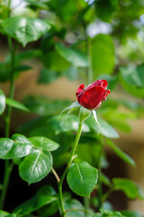  Budding Red Rose Amidst Green Leaves