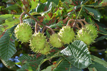 Kastanie,  Gemeine Rosskastanie,  Aesculus hippocastanum
