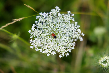 Beetle on White Wildflower Blossom