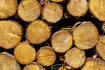 A Beautiful Arrangement of Stacked Wooden Logs Featuring Unique Natural Textures and Patterns