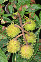 Kastanie,  Gemeine Rosskastanie,  Aesculus hippocastanum