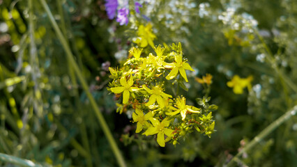 Bright Yellow Wildflowers in Nature