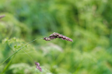 Seed Head of Wild Grass in Meadow