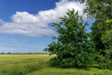 Obraz premium A vibrant green tree stands prominently at the edge of a lush crop field under a bright blue sky with large, fluffy white clouds.