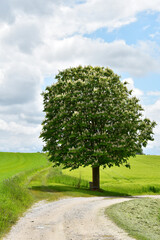Kastanie,  Gemeine Rosskastanie,  Aesculus hippocastanum