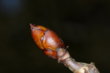 Kastanie,  Gemeine Rosskastanie,  Aesculus hippocastanum