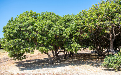 Mastic gum tree at Chios island, Greece. Pistachia lentiscus shrub cultivated for mastiha tears