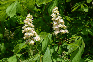 Kastanie,  Gemeine Rosskastanie,  Aesculus hippocastanum