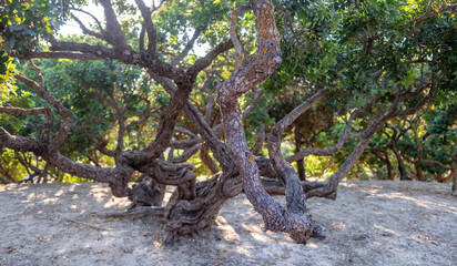 Mastic gum tree at Chios island, Greece. Pistachia lentiscus shrub cultivated for mastiha tears