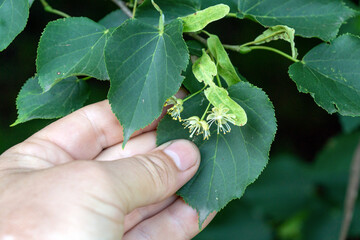 A hand gently holds green leaves showcasing small white flowers. The bright foliage contrasts with...