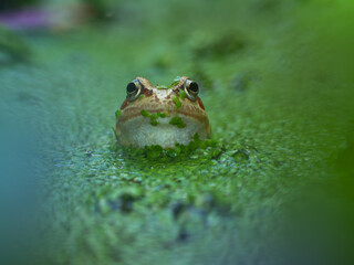 frog in a garden pond