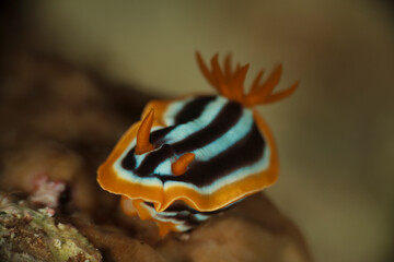 A nudibranch with black stripes and golden antennae, perches quietly on top of a hard coral.