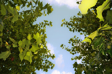 An upward perspective of a tall tree with spreading branches and leaves silhouetted against the sky.
