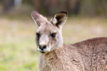 Photograph up close of the head of a small Kangaroo in Capertee Valley in the Wollemi National Park...