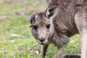 Fototapeta premium Photograph up close of the head of a small Kangaroo in Capertee Valley in the Wollemi National Park in the Central Tablelands of NSW, Australia.