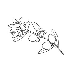 Botanical line drawing of an olive branch with fruits and flowers. Ideal for coloring pages, herbal design projects, and eco-themed products.