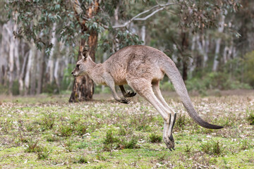 Photograph of a Kangaroo hopping through the forest in Capertee Valley in the Wollemi National Park in the Central Tablelands of NSW, Australia.