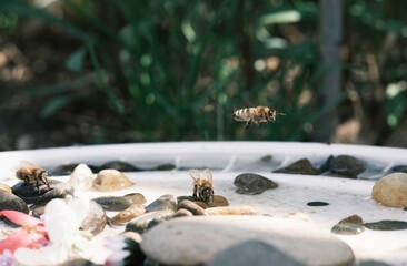 Bees gather at a shallow water source, showcasing intricate anatomical features such as reflective...