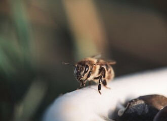 Viewing a bee under high magnification showcases its intricate compound eyes, sharp mandibles, and textured wings, deepening our understanding of insect biology for educational purposes