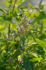 Gartenmelde,  Atriplex hortensis