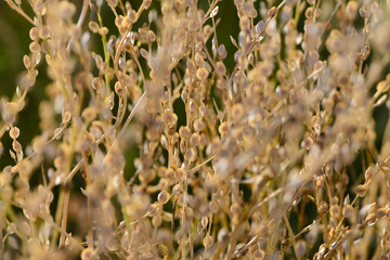 Kresse,  Saatkresse,  Gartenkresse,  Lepidium sativum