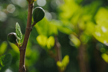 Green fig fruits on a tree. Fig ripening. Home gardening. Growing figs in the country. A garden with a fig tree. Cottage and fruit harvest.