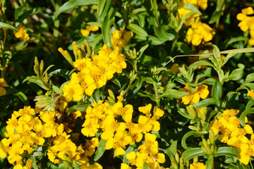 Gewürztagetes, Tagetes lucida