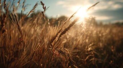 Golden Hour Grass Field Sunset Landscape