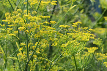 Fenchel, Foeniculum vulgare