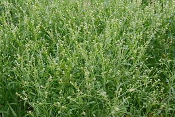 Kresse,  Saatkresse,  Gartenkresse,  Lepidium sativum