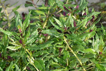 Handama, Okinawa-Spinat