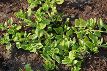 Eiskraut,  Ausdauernd,  Aptenia cordifolia