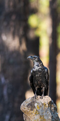 bird of prey