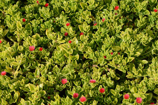 Eiskraut,  Ausdauernd,  Aptenia cordifolia