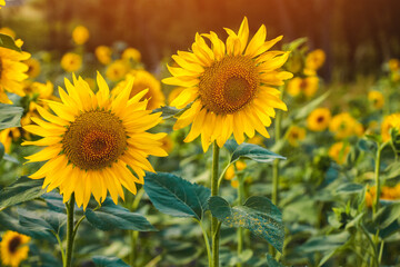A picturesque field of a blossoming sunflower at sunset. Grain harvest in summer.