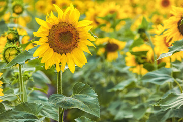 A picturesque field of a blossoming sunflower at sunset. Grain harvest in summer.