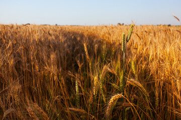 Big ripe field, yellow, wheat at sunset. The harvest of cereals in the summer.