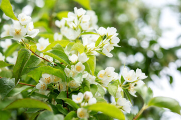 Flowering shrub mock orange, white flowers close-up against the sky.